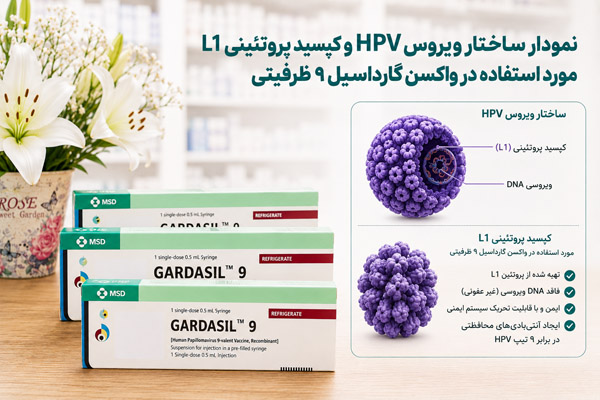 نمودار ساختار ویروس HPV و کپسید پروتئینی L1 مورد استفاده در واکسن گارداسیل ۹ ظرفیتی