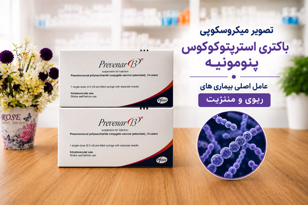تصویر میکروسکوپی باکتری استرپتوکوکوس پنومونیه عامل اصلی بیماری های ریوی و مننژیت